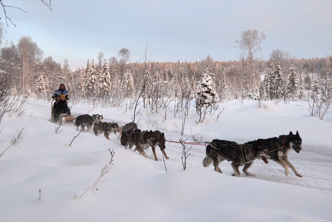 Dogsledding Luleå Adventure forest