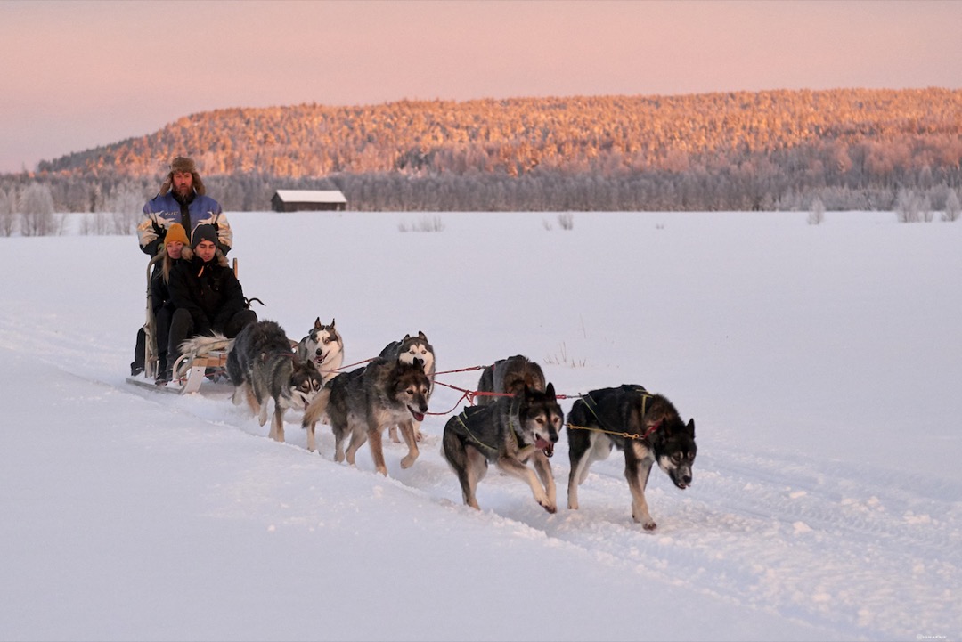 Dogsledding Luleå Adventure